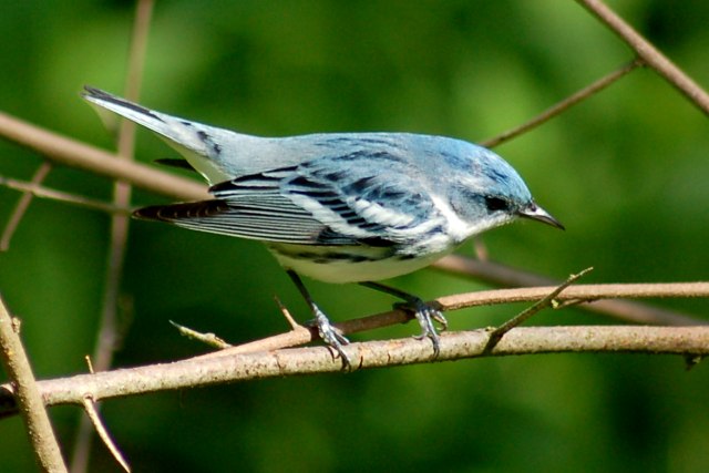 Cerulean Warbler
