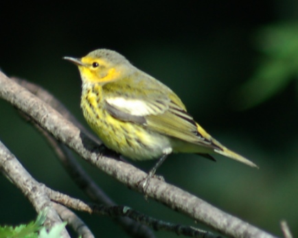 Cape May Warbler (1st fall male)