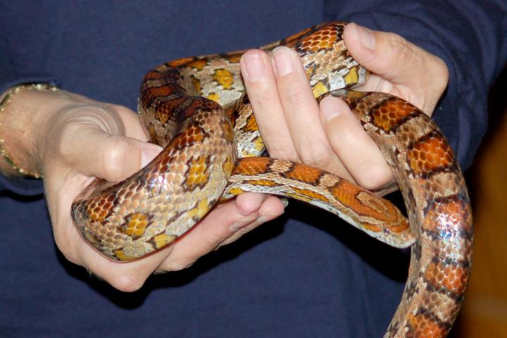 Corn Snake (adult) - Captive raised