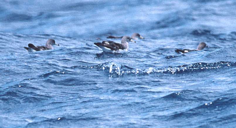 Cory's Shearwater photo #2