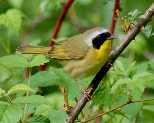 Common Yellowthroat photo 3