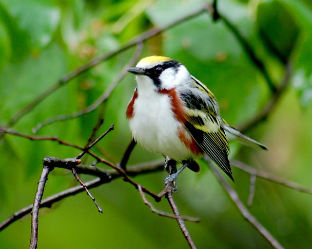 Chestnut-sided Warbler photo #1