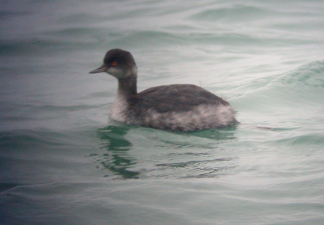 Eared Grebe Photo 1
