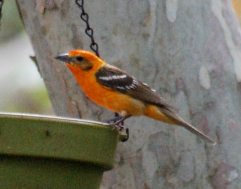 Flame-colored Tanager (adult male)