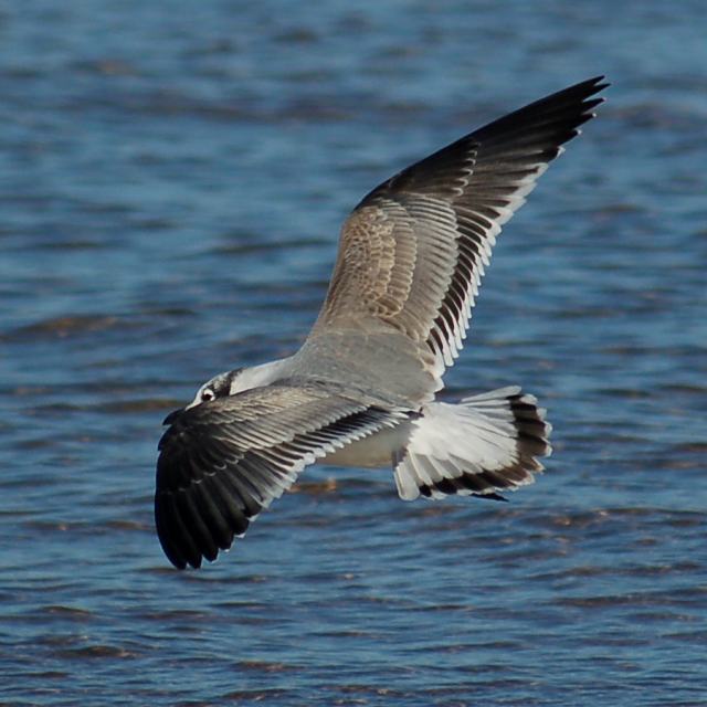 Franklin's Gull (1st winter in flight)