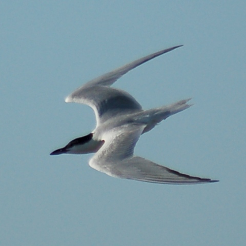 Gull-billed Tern photo #3