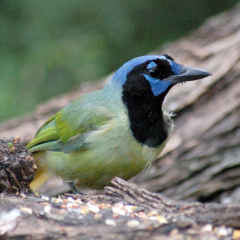 Green Jay