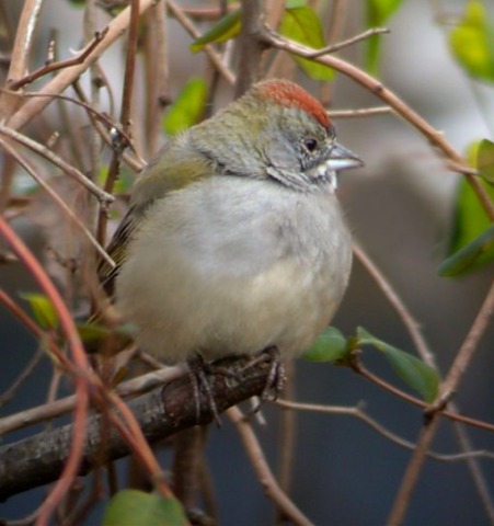 Green-tailed Towhee Photo 2