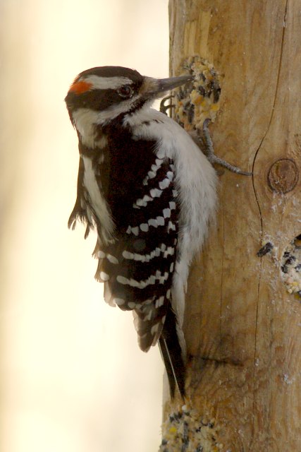 Hairy Woodpecker photo #3
