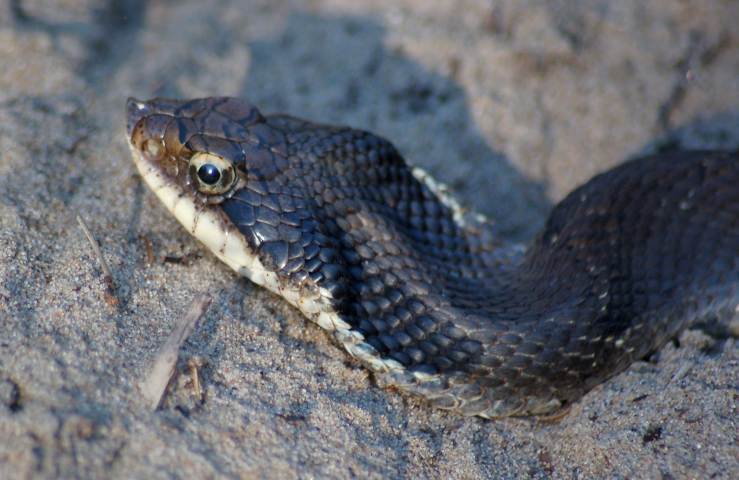 Eastern Hognose Snake (dark morph)