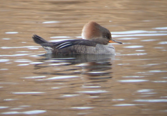 Hooded Merganser Photo 1