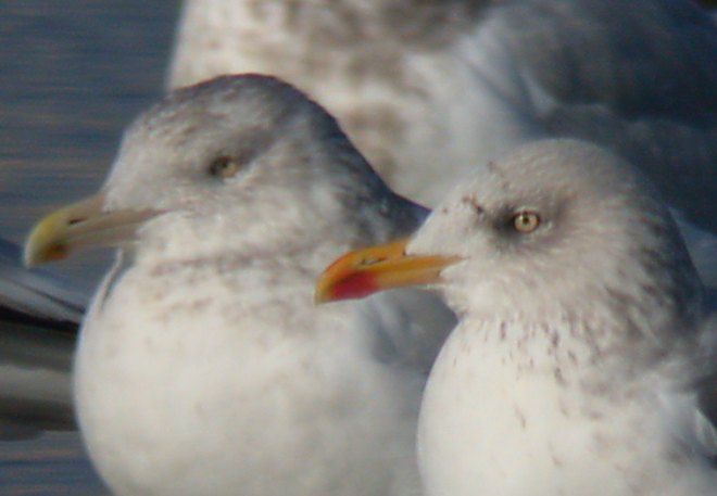 Lesser Black-backed Gull Gull Photo 3