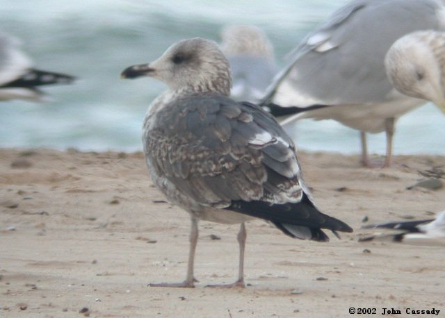 Lesser Black-backed Gull (Jan)