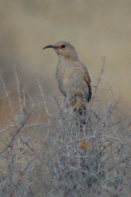 Le Conte's Thrasher photo #1