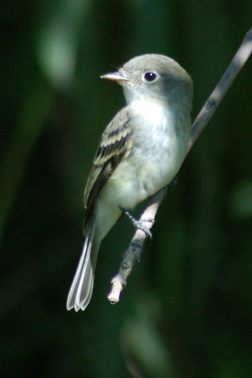 Least Flycatcher (juvenile)