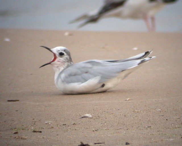 Little Gull Photo 3