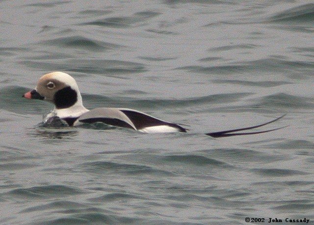 Long-tailed Duck