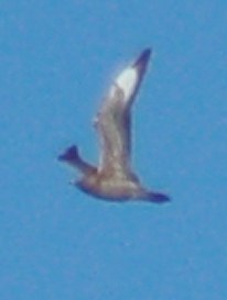 Long-tailed Jaeger (juvenile) photo #2