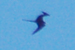 Magnificent Frigatebird (adult male in flight)