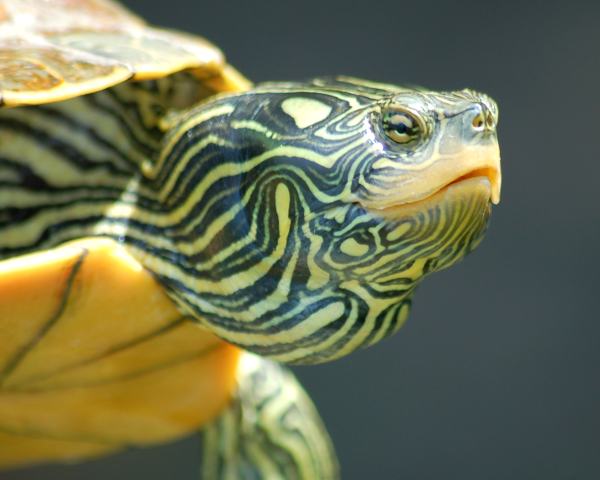 Map Turtle photo #1