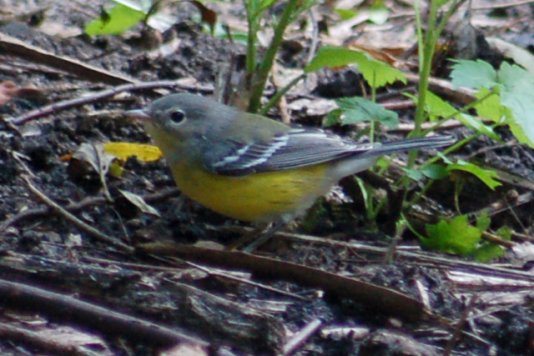 Magnolia Warbler