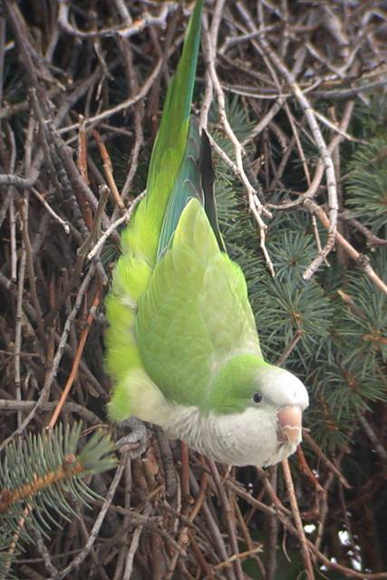 Monk Parakeet Photo 1