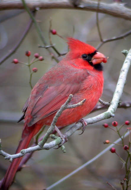Northern Cardinal Photo #6