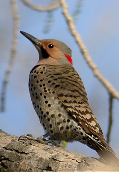 Northern Flicker Photo 2