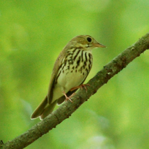 Ovenbird photo #1