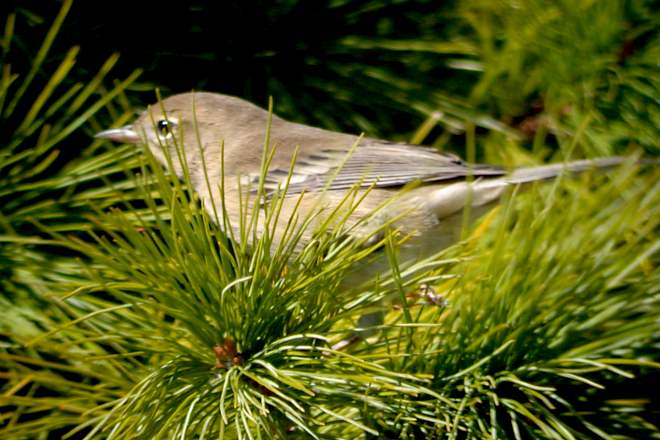 Pine Warbler (1st Fall female)