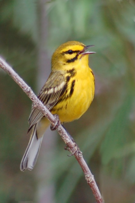 Prairie Warbler photo #3