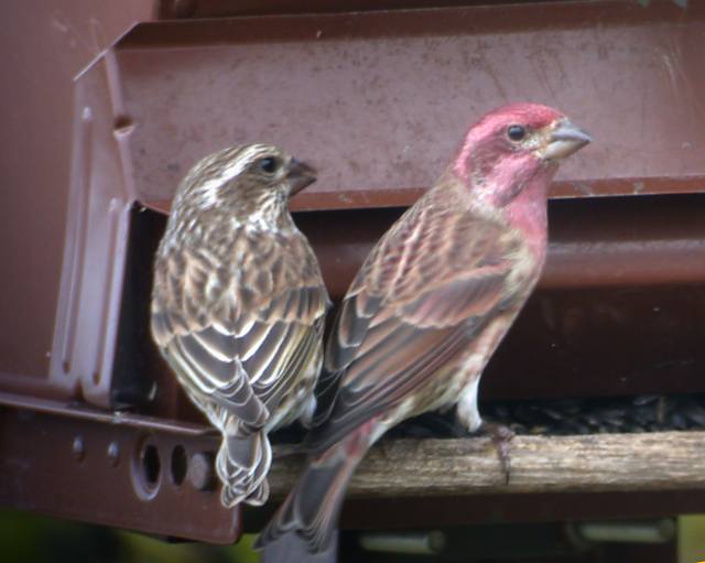 Purple Finch