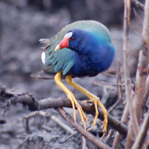 Purple Gallinule
