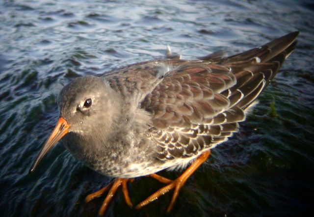 Purple Sandpiper Photo 4