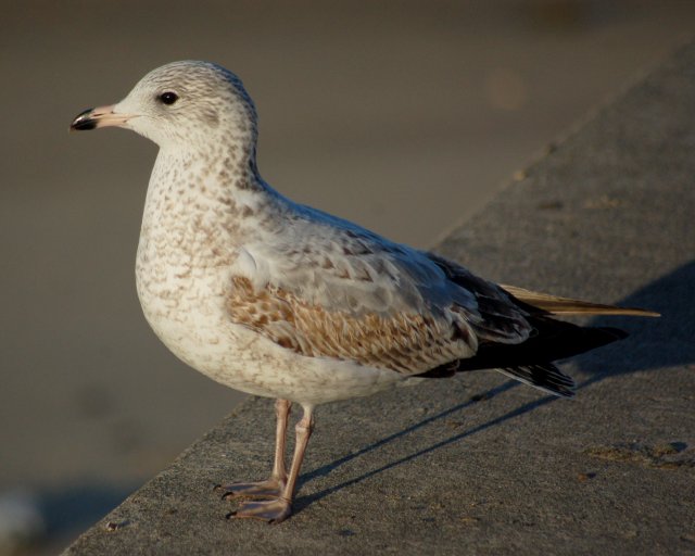 Ring-billed Gull