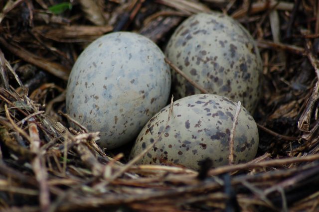 Ring-billed Gull nest with eggs