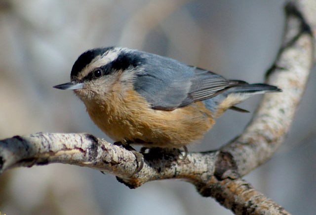 Red-breasted Nuthatch photo #3