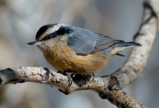 Red-breasted Nuthatch photo #2