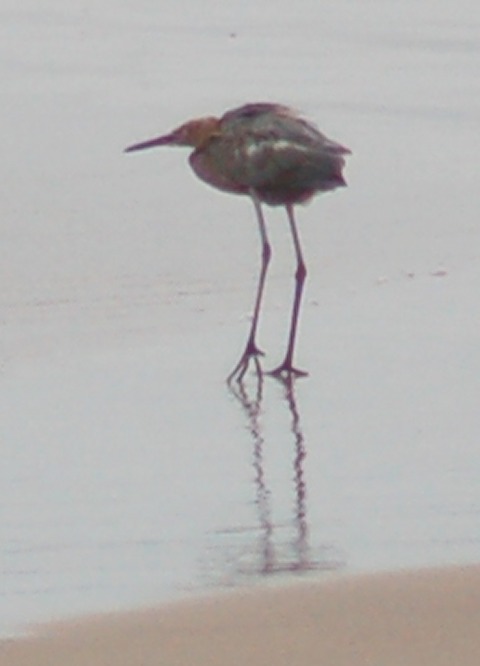 Reddish Egret