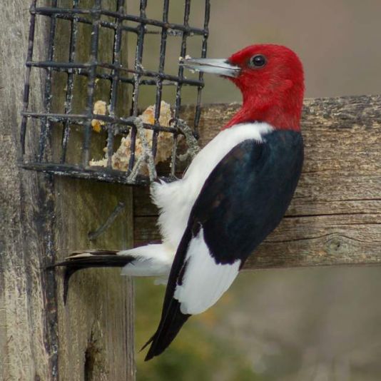 Red-headed Woodpecker photo #4