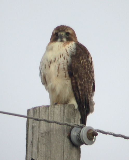 Red-tailed Hawk