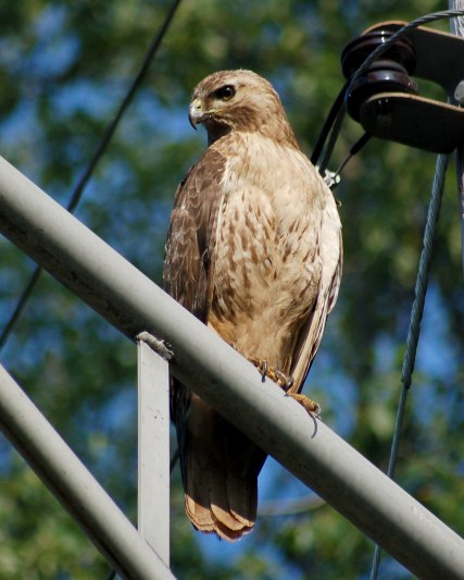 Red-tailed Hawk photo #3