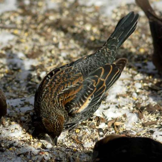 Red-winged Blackbird photo #2