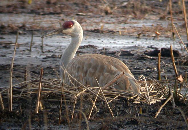 Sandhill Crane photo 5