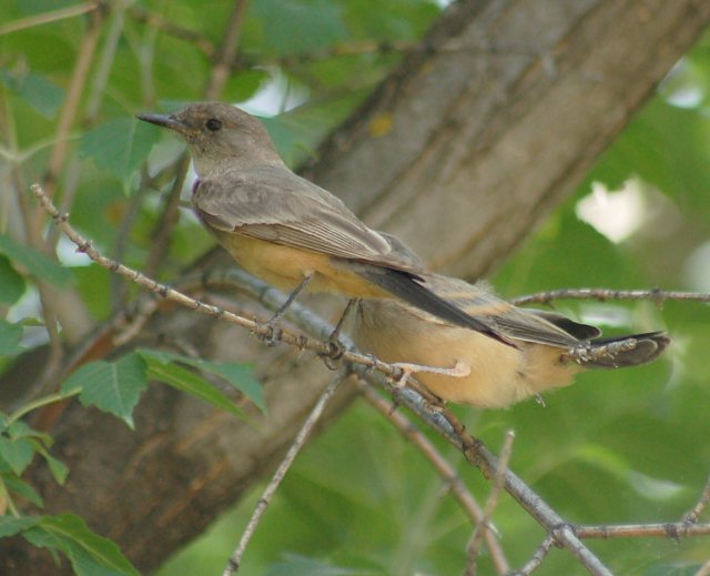 Say's Phoebe
