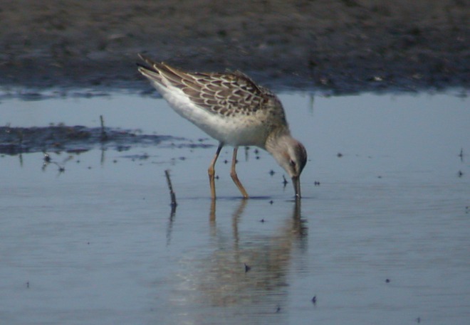 Stilt Sandpiper (juvenile) Photo 2