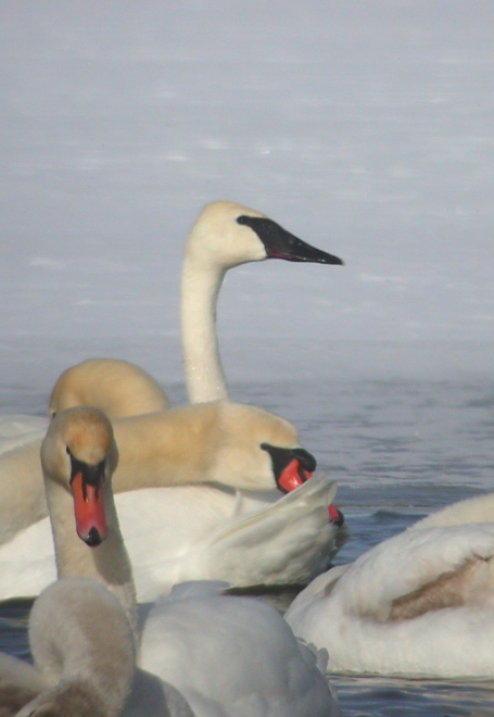 Trumpeter Swan Photo 2