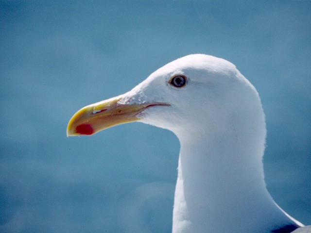 Western Gull (adult)