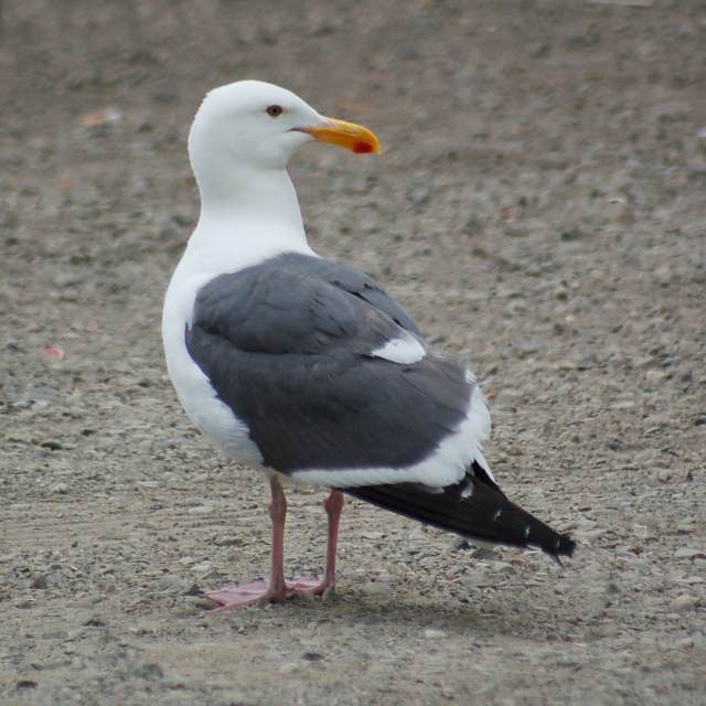 Western Gull (adult)
