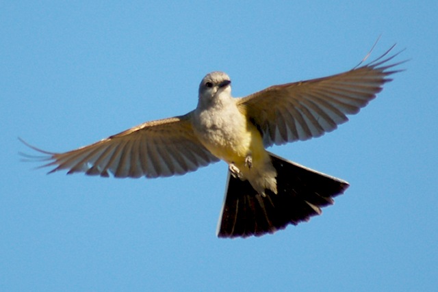 Western Kingbird photo #1